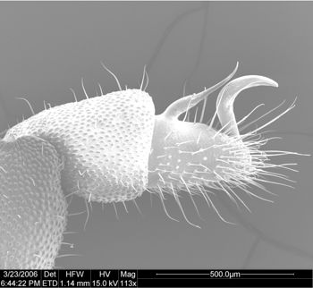 Media type: image;   Invertebrate Zoology 134693